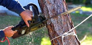 Best Arborist Consultation Services  in Anchorage, AK