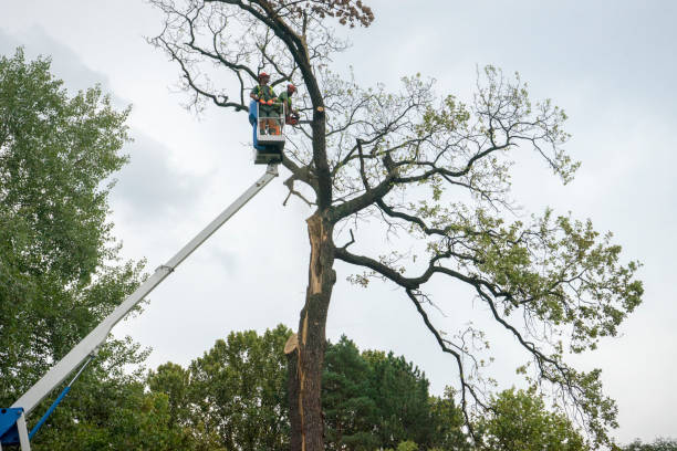 Anchorage, AK Tree Removal Services Company