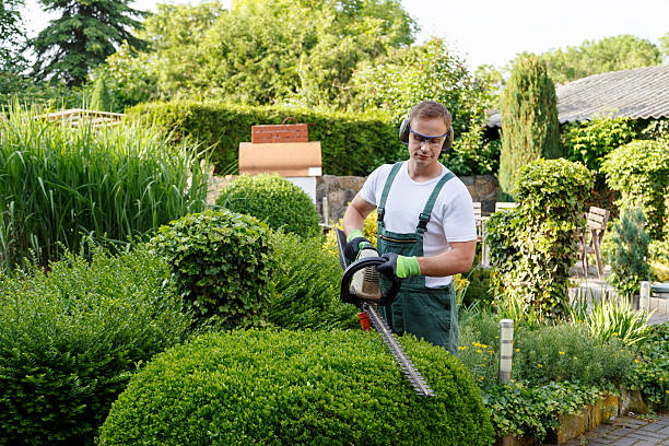 Best Lawn Renovation and Restoration  in Anchorage, AK